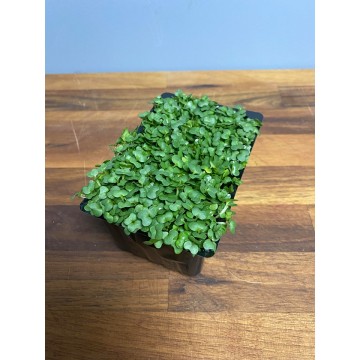 Punnet of cress