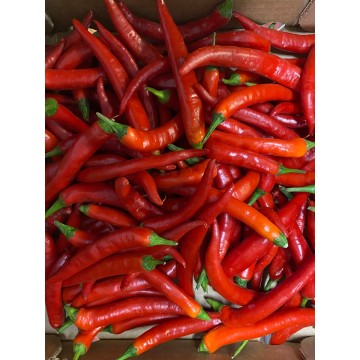 Red Chillies