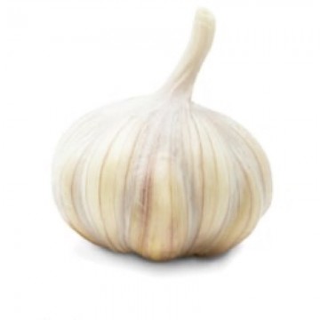 Bulb of Garlic